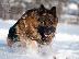PoulaTo: German Shepherd καθαροαιμα Αθηνα-Θεσσαλονικη-Νησια dogsmania.gr 6979314054...